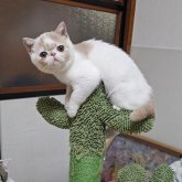 エキゾチックショートヘア