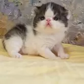 エキゾチックショートヘア