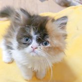 ミヌエット(長足)