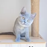 ブリティッシュショートヘア