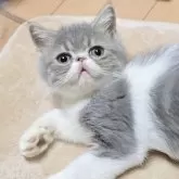 エキゾチックショートヘア