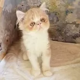 エキゾチックショートヘア