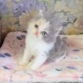 ミヌエット(長足)