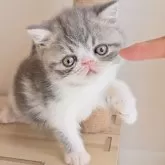 エキゾチックショートヘア