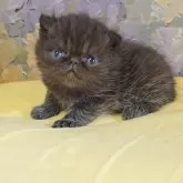 エキゾチックショートヘア
