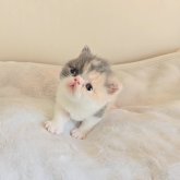 エキゾチックショートヘア