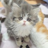 エキゾチックショートヘア