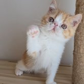 エキゾチックショートヘア