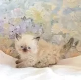 ヒマラヤン