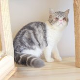 エキゾチックショートヘア