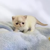 エキゾチックショートヘア