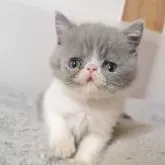 エキゾチックショートヘア