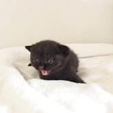 ブリティッシュショートヘア