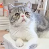 エキゾチックショートヘア