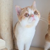 エキゾチックショートヘア