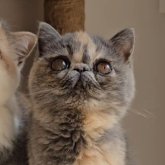 エキゾチックショートヘア