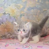 エキゾチックショートヘア