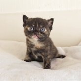 ブリティッシュショートヘア