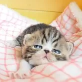 エキゾチックショートヘア