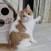 ミヌエット(長足)