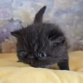 エキゾチックショートヘア