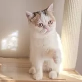 ミヌエット(長足)