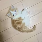 エキゾチックショートヘア