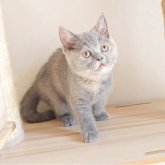 ブリティッシュショートヘア