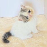 エキゾチックショートヘア