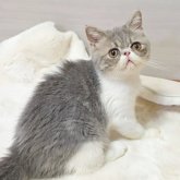 エキゾチックショートヘア
