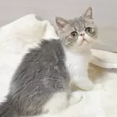 エキゾチックショートヘア
