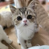 エキゾチックショートヘア