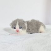 ブリティッシュショートヘア