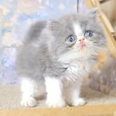 エキゾチックショートヘア