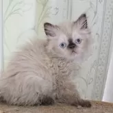 ヒマラヤン