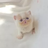 エキゾチックショートヘア