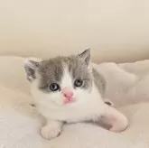 ブリティッシュショートヘア【長野県・女の子・2025年9月23日・ブルー&ホワイト】の写真2