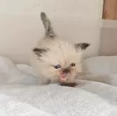 ヒマラヤン【長野県・男の子・2025年10月29日・シールポイント】の写真2