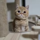 ミヌエット(長足)【長野県・男の子・2024年10月29日・レッドタビー】の写真2「まん丸お顔」