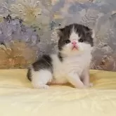 エキゾチックショートヘア【長野県・男の子・2025年5月9日・ブラック&ホワイト】の写真2