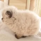 ヒマラヤン【長野県・男の子・2025年10月29日・シールポイント】の写真2「ふわもこ」