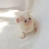 エキゾチックショートヘア【長野県・女の子・2025年8月25日・クリーム&ホワイト】の写真2「可愛い🩷」