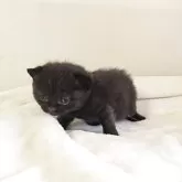 ブリティッシュショートヘア【長野県・女の子・2025年4月17日・ブラック】の写真3「立てるようになったよ」