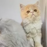 エキゾチックショートヘア【長野県・男の子・2025年5月23日・クリーム&ホワイト】の写真3