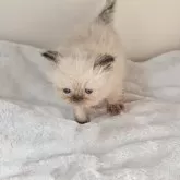 ヒマラヤン【長野県・男の子・2025年10月29日・シールポイント】の写真3