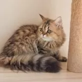 ペルシャ(チンチラ)【長野県・女の子・2025年4月20日・チンチラゴールデン又はシェーデッドゴールデン】の写真3