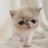 エキゾチックショートヘア【長野県・女の子・2025年8月25日・クリーム&ホワイト】の写真3