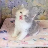 ミヌエット(長足)【長野県・女の子・2025年5月13日・ダイリュートキャリコ】の写真3「にゃー」