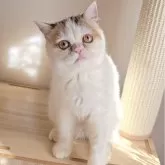 ミヌエット(長足)【長野県・女の子・2025年5月25日・キャリコバン】の写真3