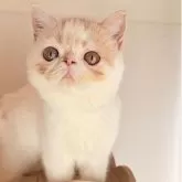 エキゾチックショートヘア【長野県・女の子・2025年8月25日・クリーム&ホワイト】の写真4